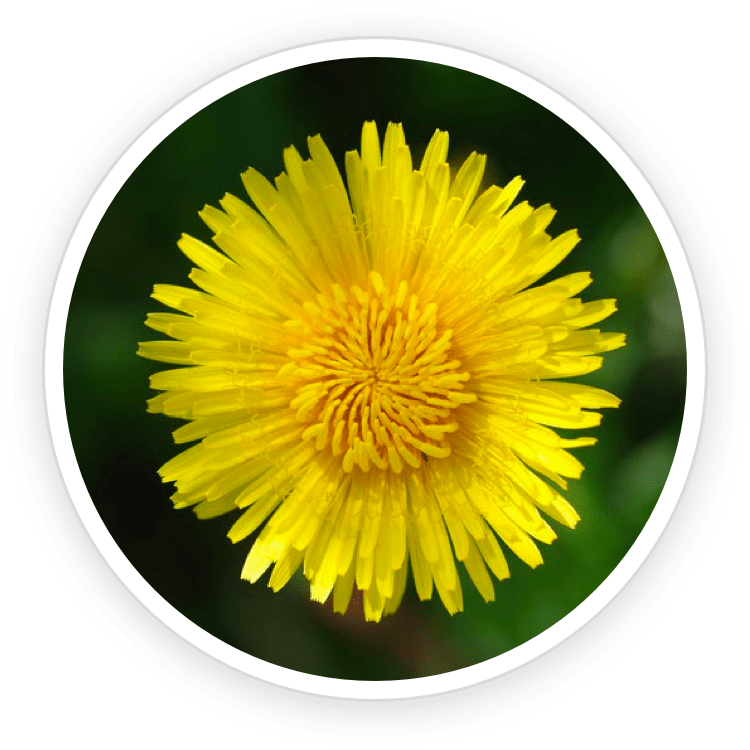 Inulin & Dandelion